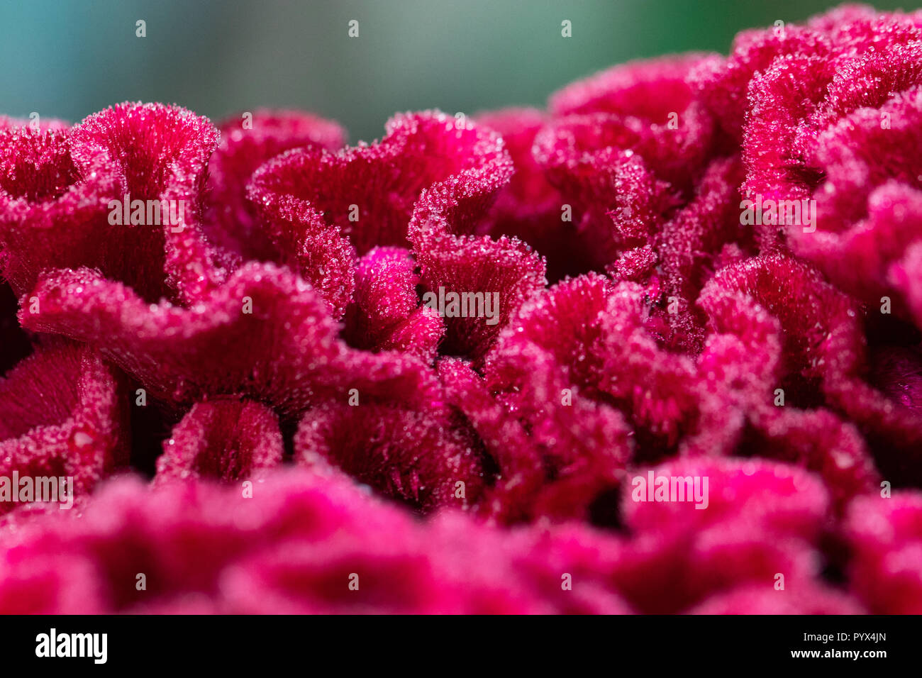 red Celosia flower in the garden close-up. Stock Photo