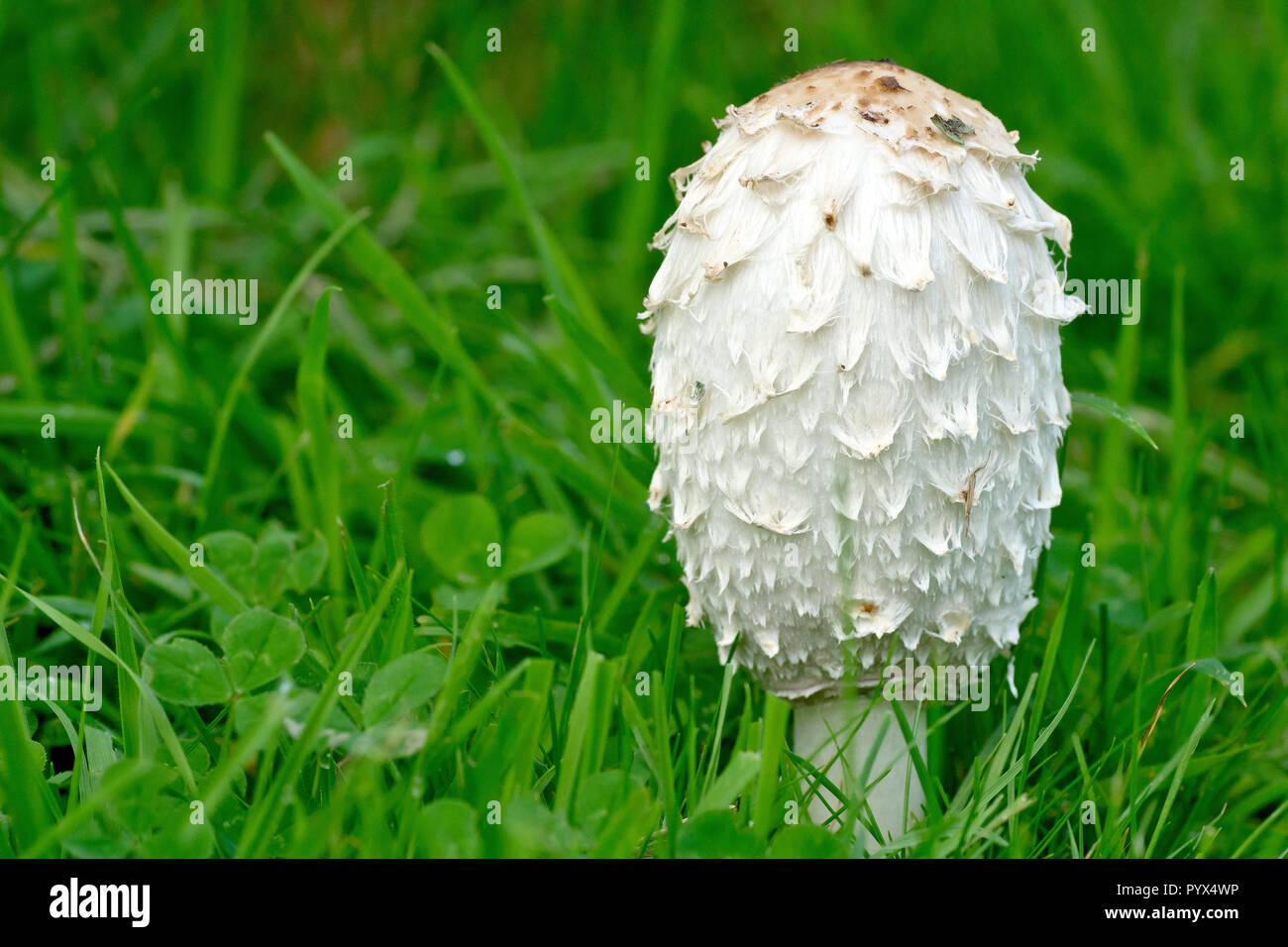 Shaggy Cap, Shaggy Inkcap or Lawyer's Wig (coprinus comatus), close up