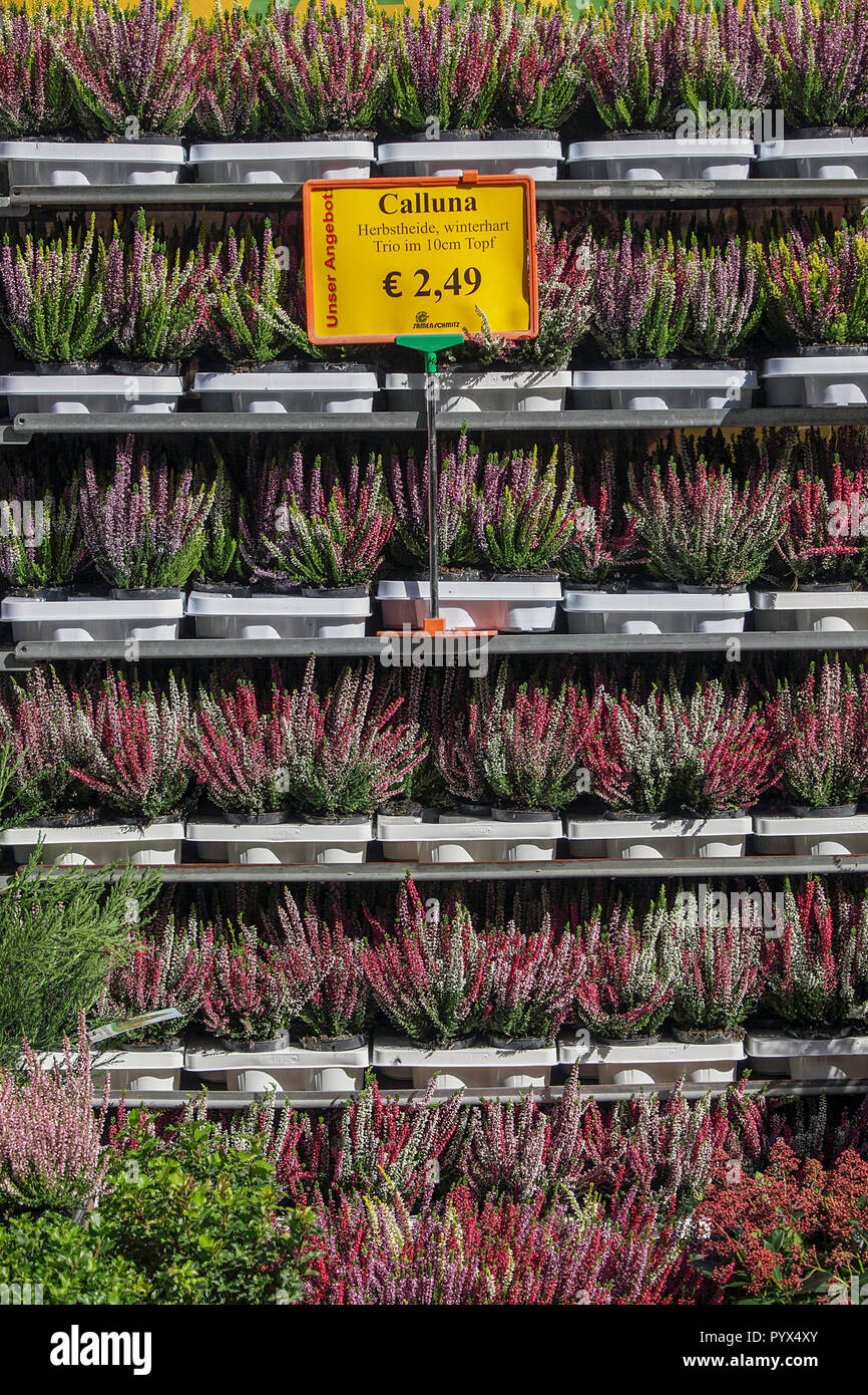 Rack of Heather/Calluna plants for sale in the Viktualienmarkt in Munich, Germany and priced in Euros. Stock Photo