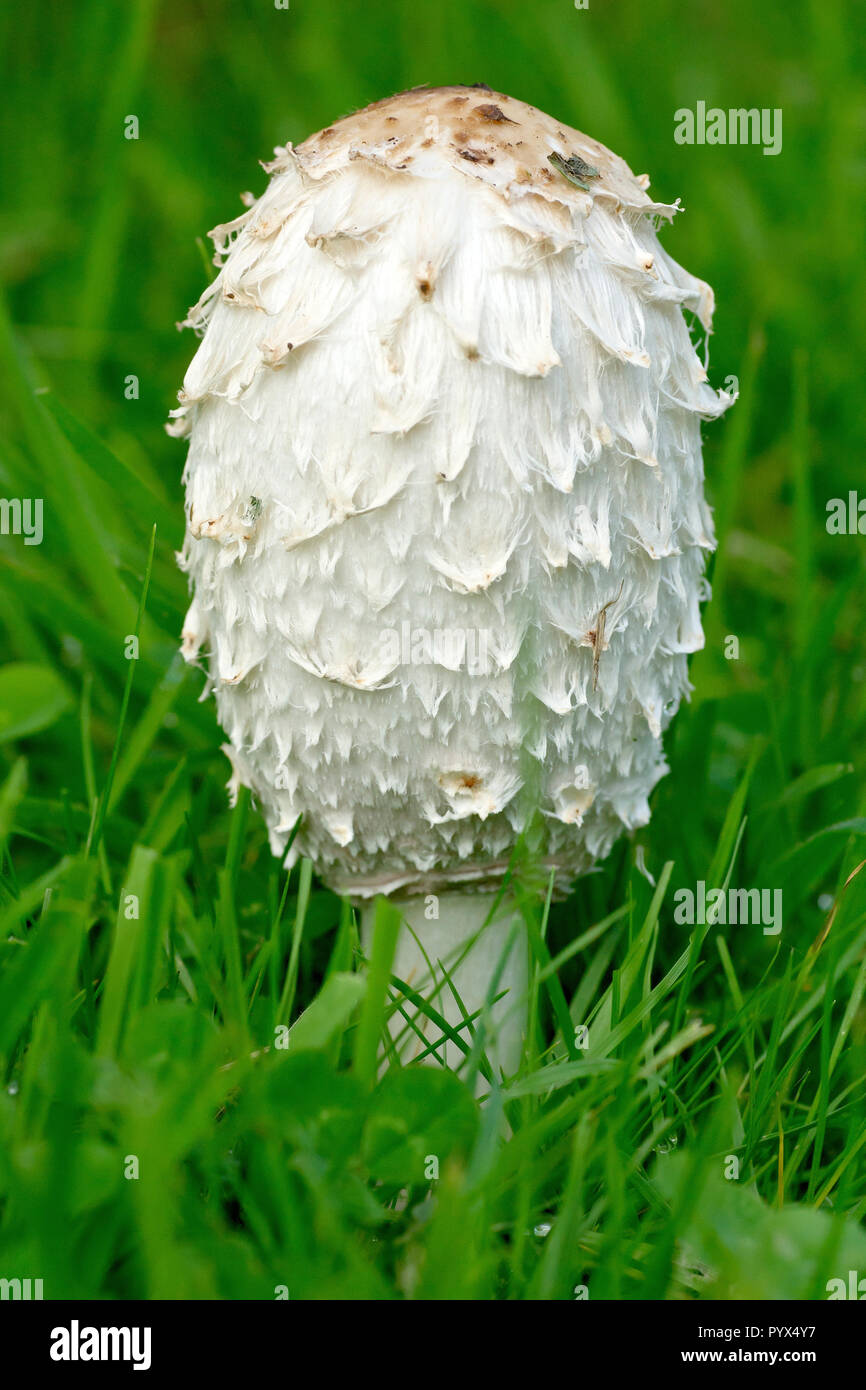Shaggy Cap, Shaggy Inkcap or Lawyer's Wig (coprinus comatus), close up of the fruiting body of the fungus. Stock Photo