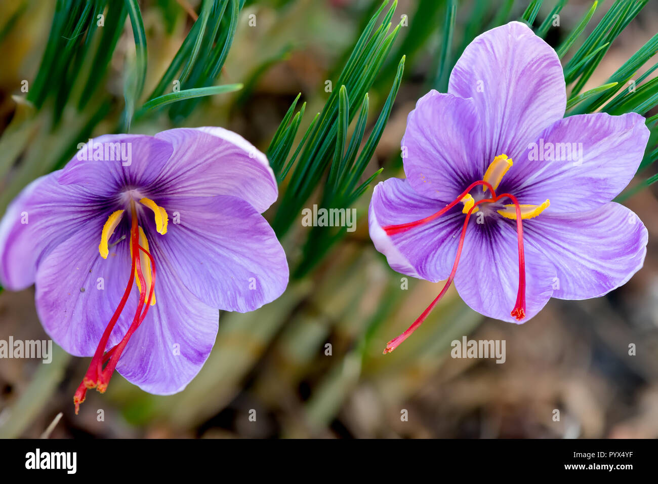 Saffron crocus sativus purple flowers Stock Photo