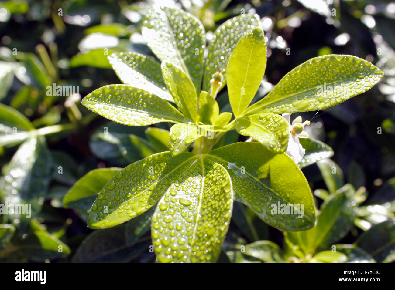 Raindrops cling to fresh green shoots of the Choisya ternata plant Stock Photo