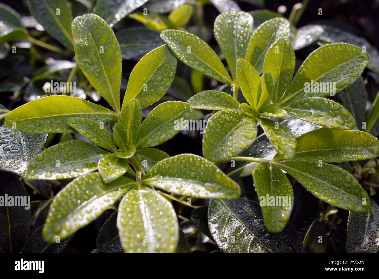 Raindrops cling to fresh green shoots of the Choisya ternata plant Stock Photo