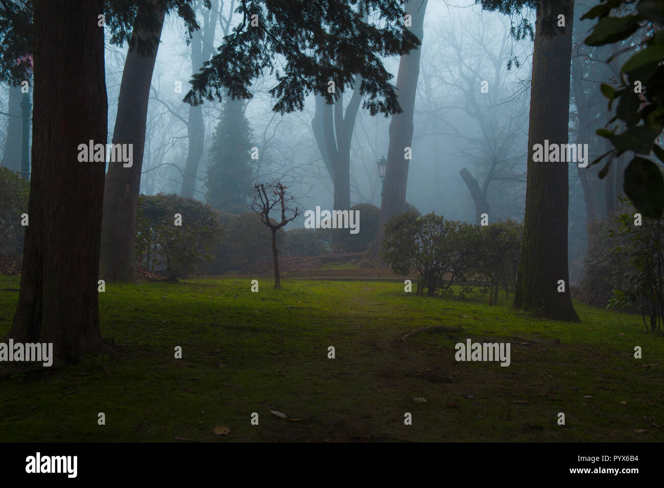 Creepy forest hi-res stock photography and images - Alamy