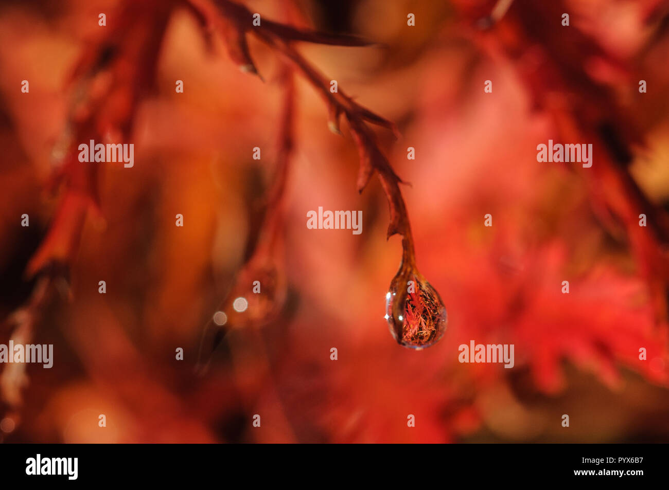 Raindrop on Red Autumnal Acer Leaf Stock Photo