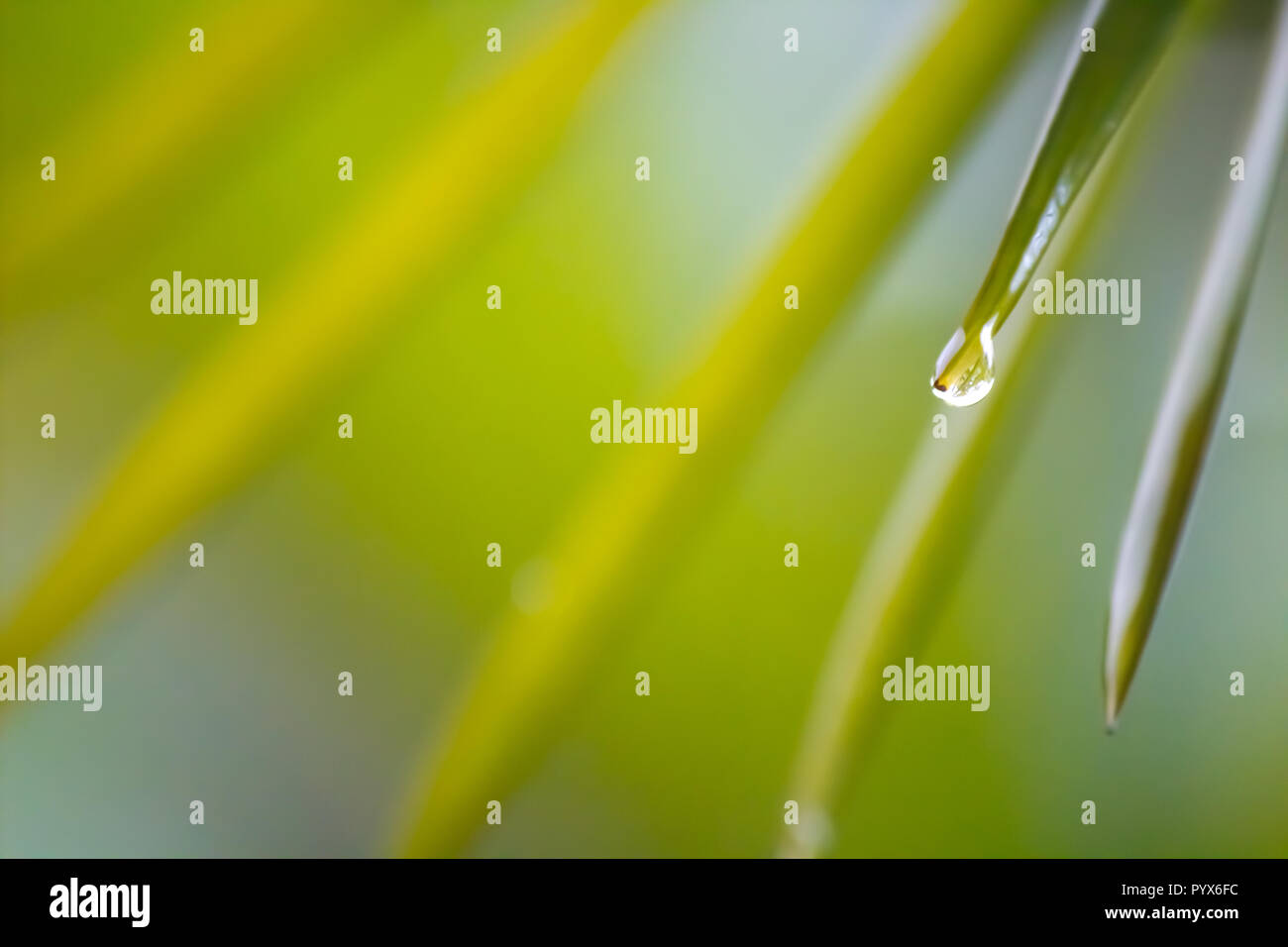 Some water drops hanging on a thin leaf of a palm-tree. Typical scene of the tropical forests. Stock Photo