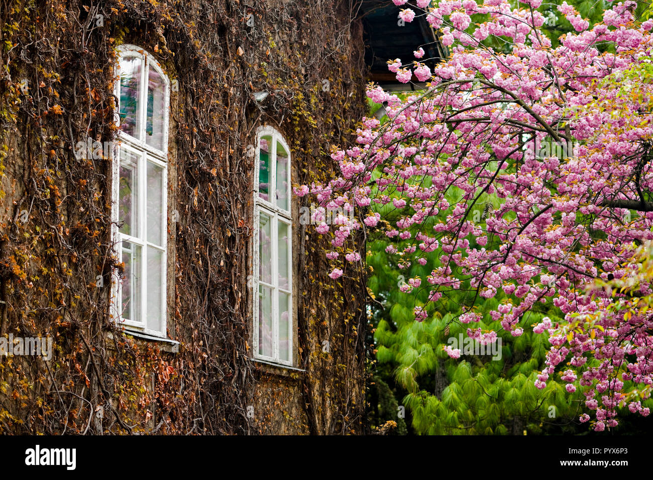 The wall of an old house covered with dried ivy and other plants. The two white windows brit out from the dark wall, while there is a blooming tree on Stock Photo