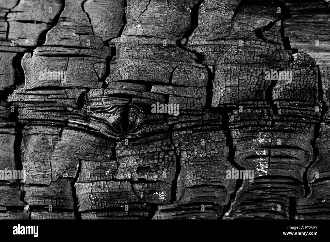 Charred tree trunks and remains after a devastating wildfire Stock