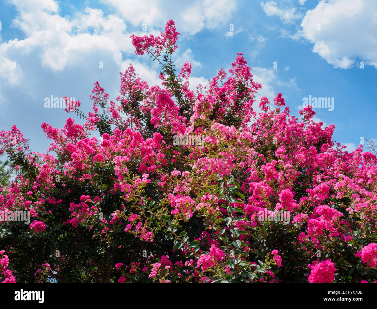 Blue Sky With Blooming Crepe Myrtle Tree Stock Photo Alamy