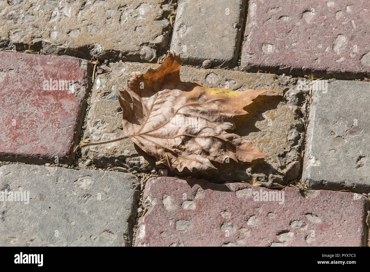 Dry autumn maple leaf on pavement tile Stock Photo - Alamy