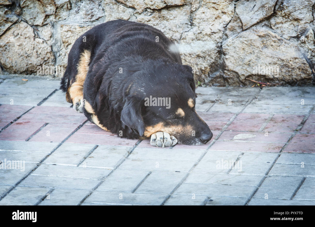 A homeless dog lies and sleeps on the pavement. Closeup Stock Photo
