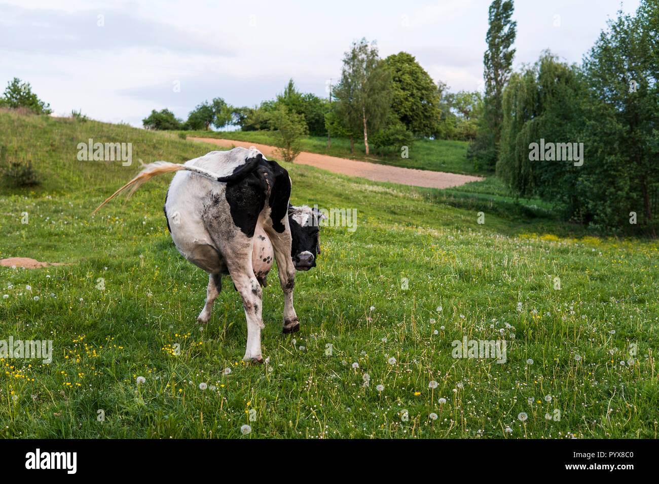 Black and white cow on a summer pasture Stock Photo - Alamy