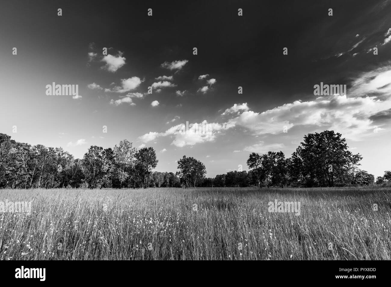 Bright abstract black and white landscape with lonely tree Stock Photo ...