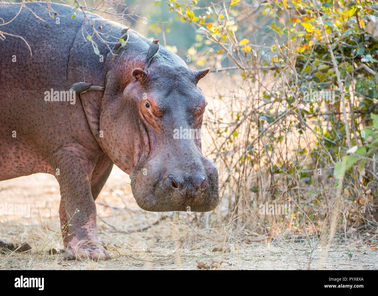 Large Hippo out of water Stock Photo