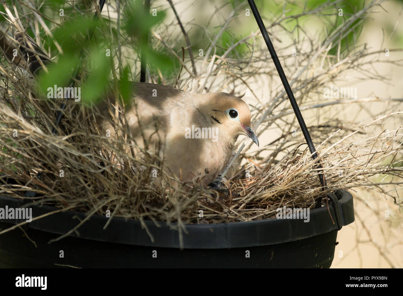 A female Mourning Dove sits on her nest that she has constructed in a potted plant container. Stock Photo