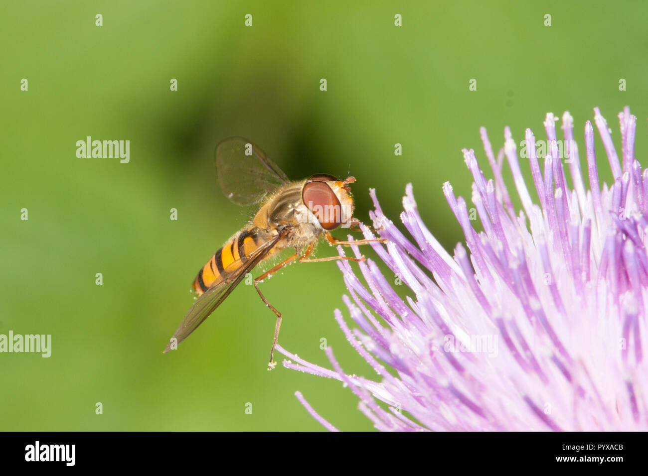 Male Marmalade Hoverfly High Resolution Stock Photography and Images