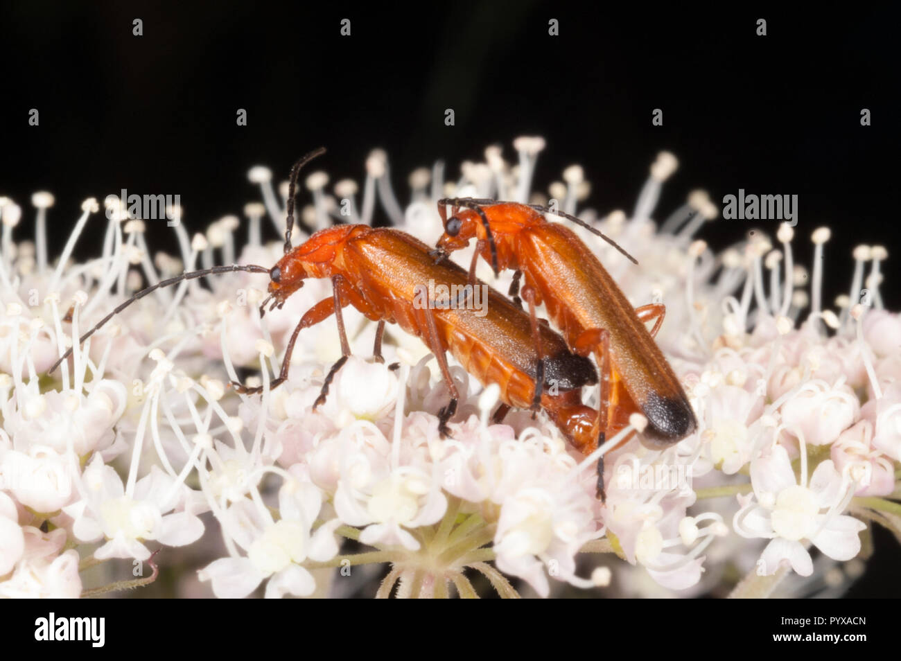 Red black common soldier hi-res stock photography and images - Alamy
