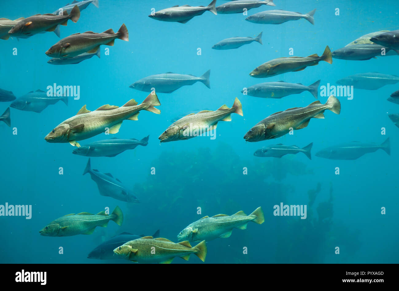 Fishes in dark deep blue water of aquarium. Stock Photo