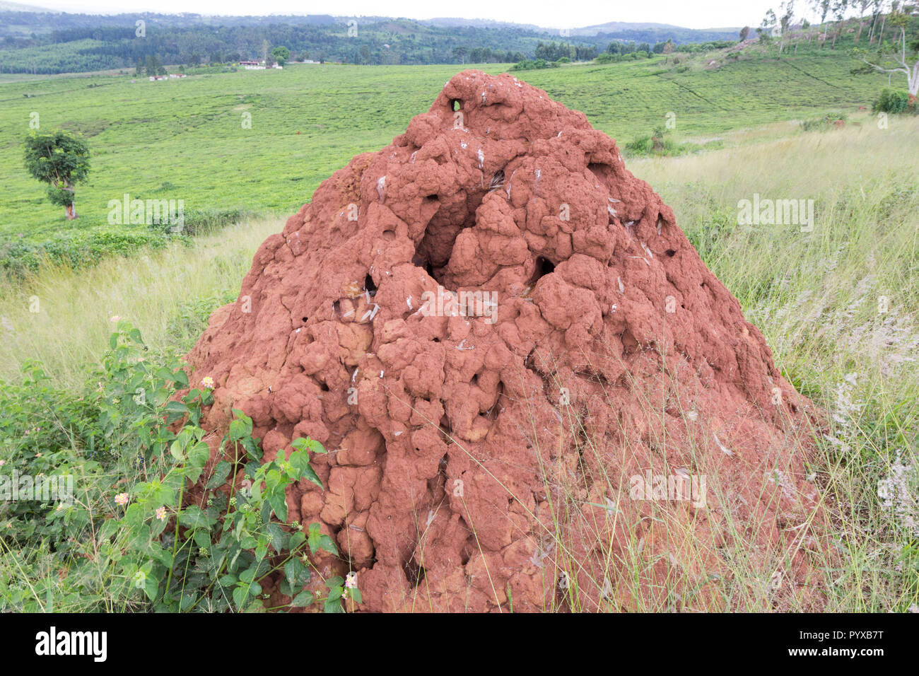 Tropical termite hires stock photography and images Alamy
