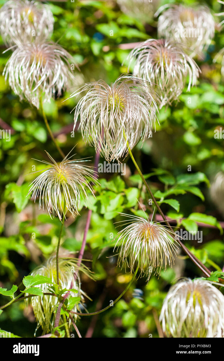 Seedheads of Clematis tangutica . This is a yellow flowered climber and   flfowers from mid summer till late autumn when the silky seedheads appear . Stock Photo