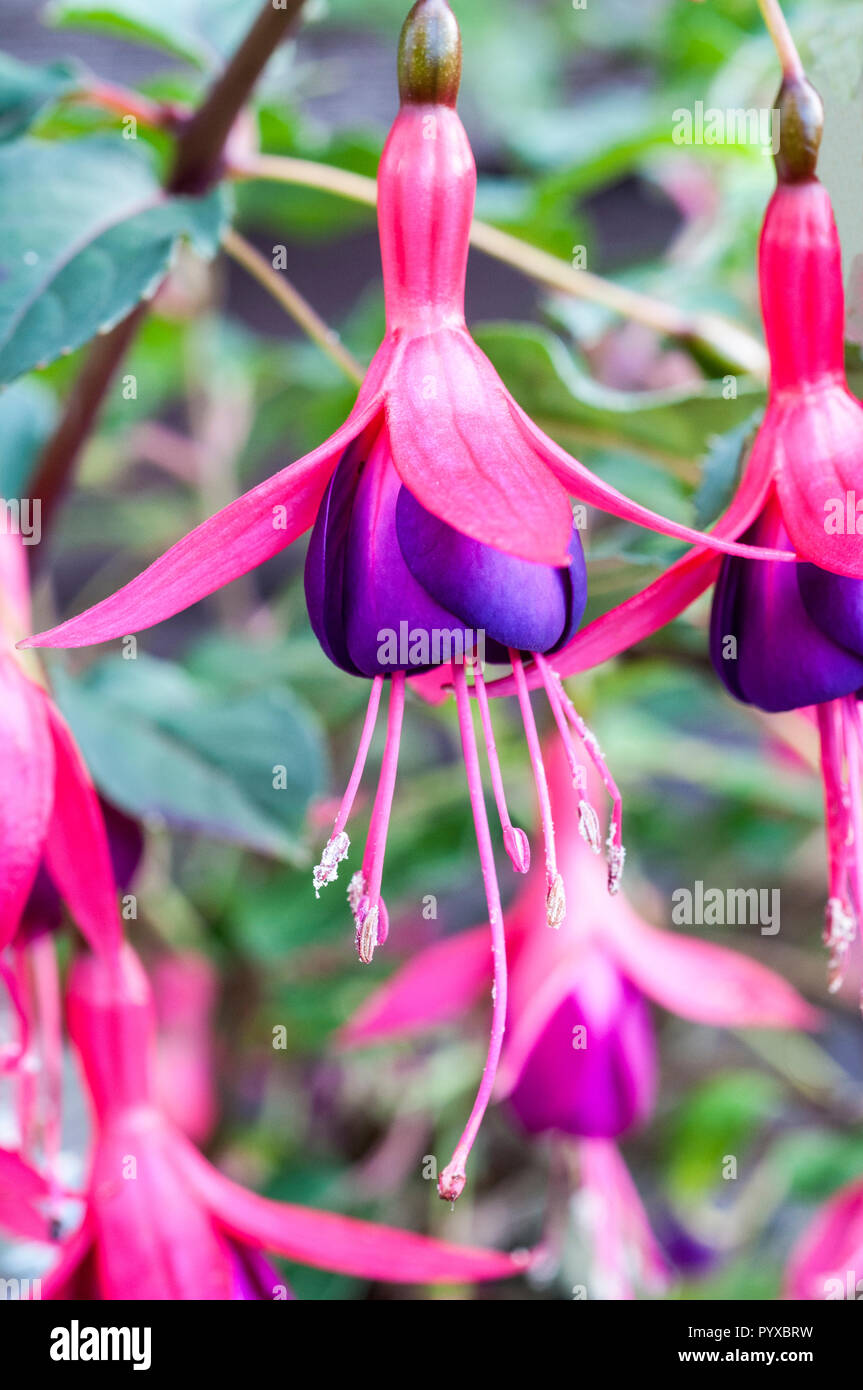 Flowers of Fuchsia Dollar Princess Stock Photo - Alamy