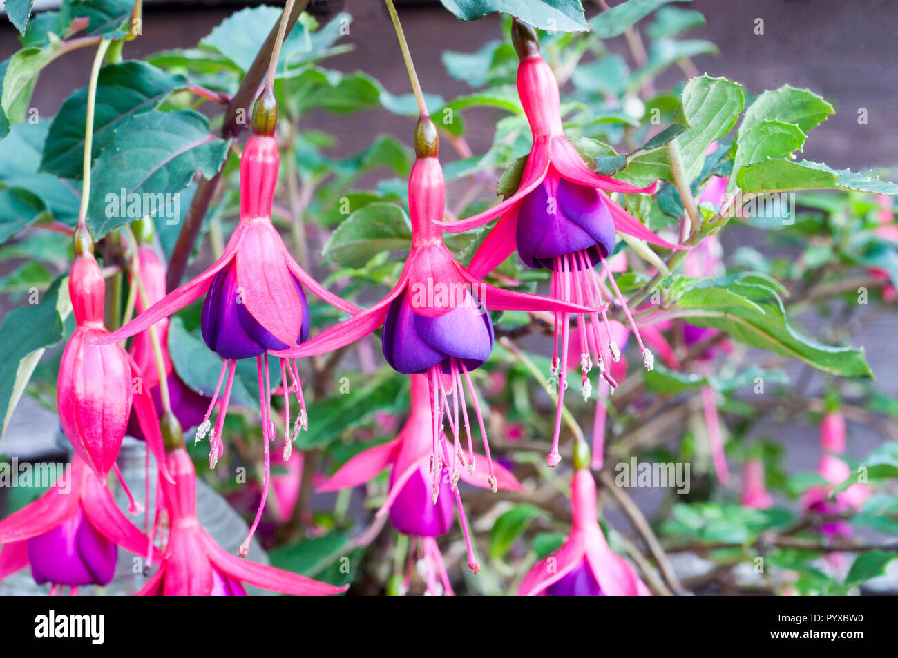 Flowers of Fuchsia Dollar Princess Stock Photo - Alamy