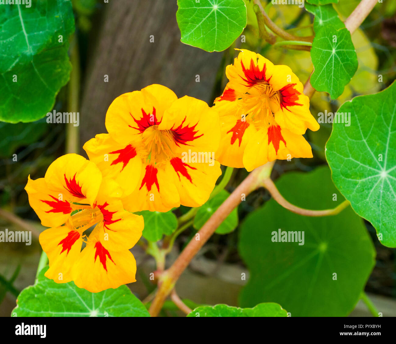 Nasturttium Peach Melba a summer flowering bushy trailer .Ideal for pots and containers as well as growing along a fence . Stock Photo