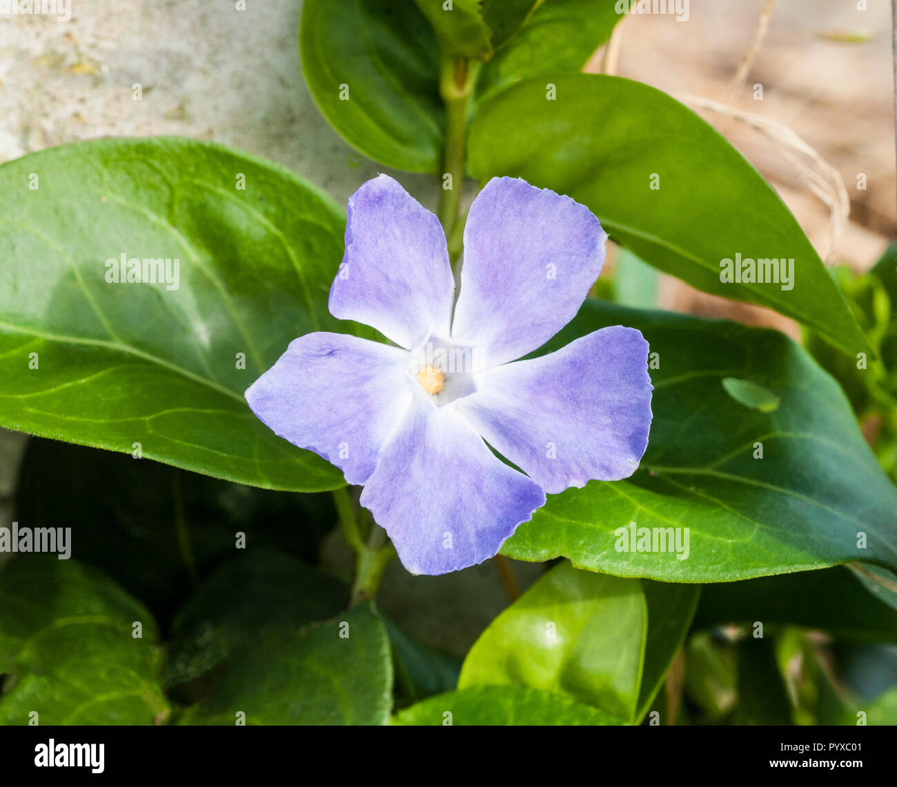 Vinca major  Greater Periwinkle in close up .Evergreen shrub that flowers from Spring to Autumn . Stock Photo