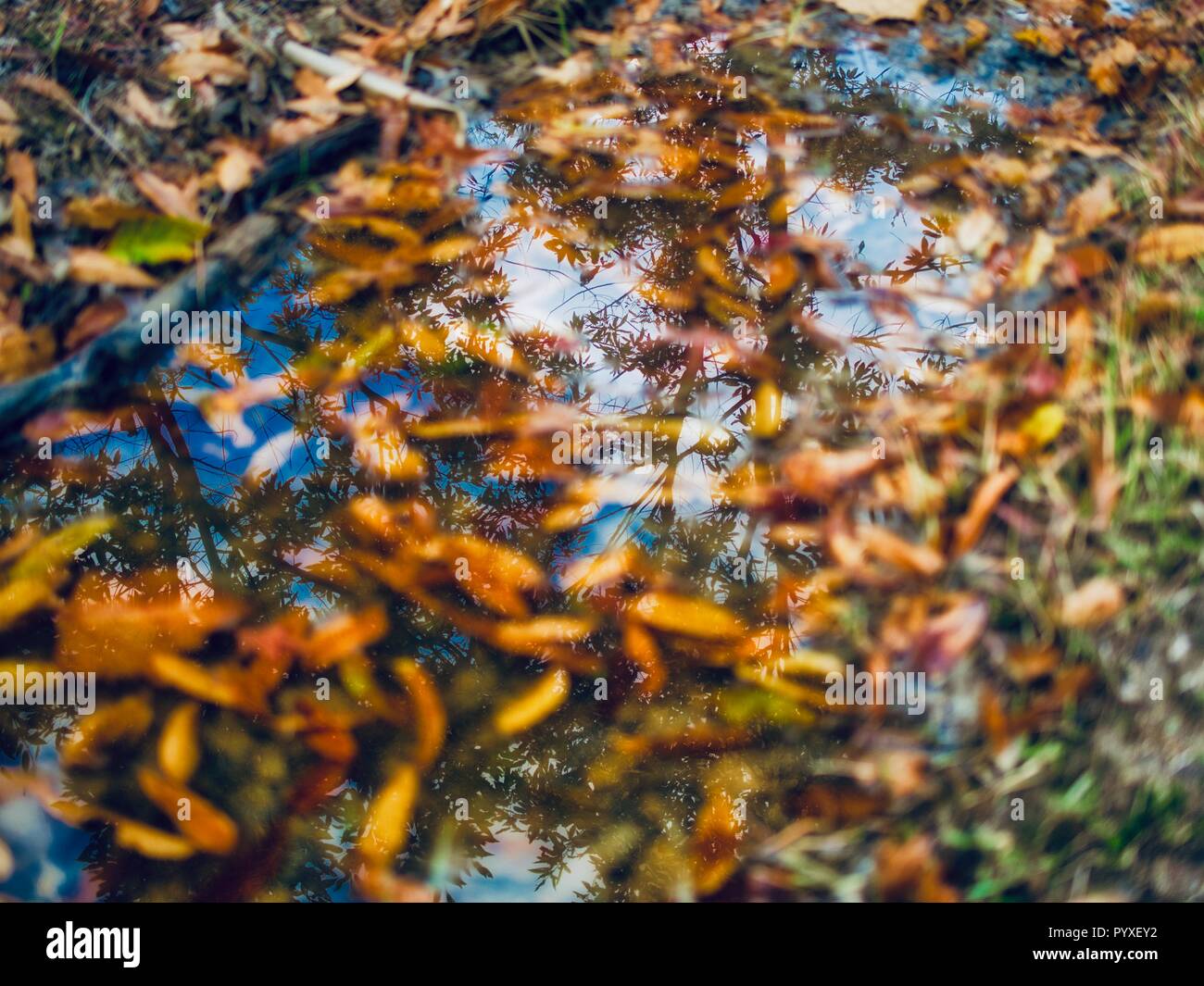 Maple trees reflected in the water Stock Photo