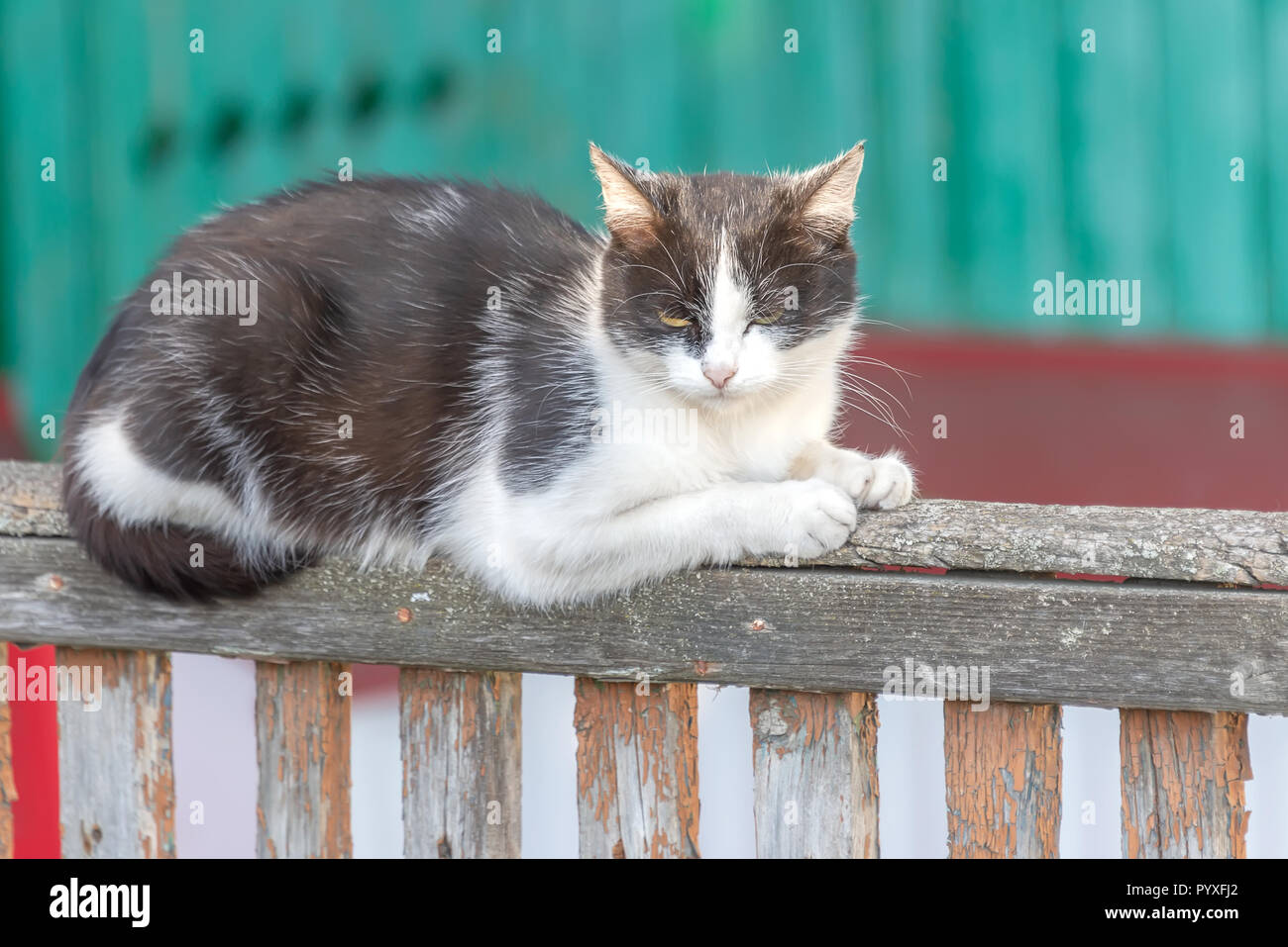 black and white cat sitting on a fence on a sunny day Stock Photo - Alamy