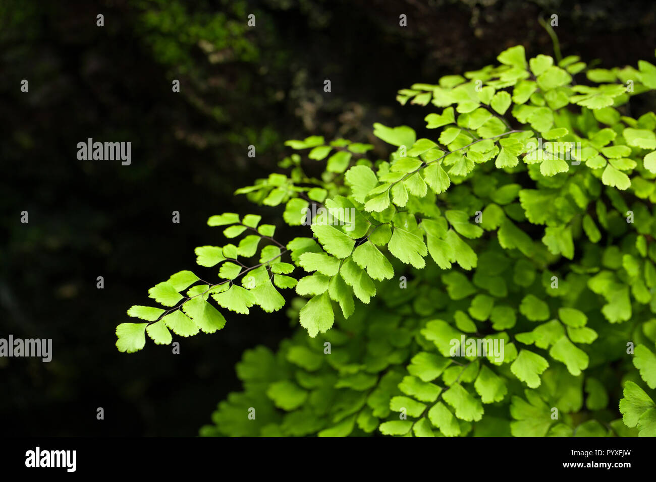 Southern maidenhair fern, Venushår (Adiantum capillus-veneris) Stock Photo