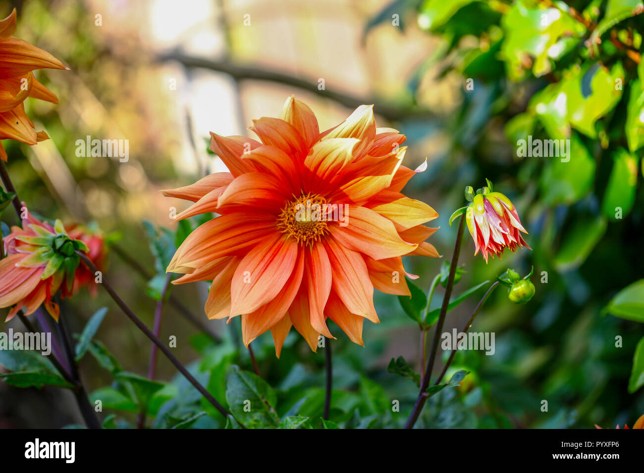Orange petals hi-res stock photography and images - Alamy