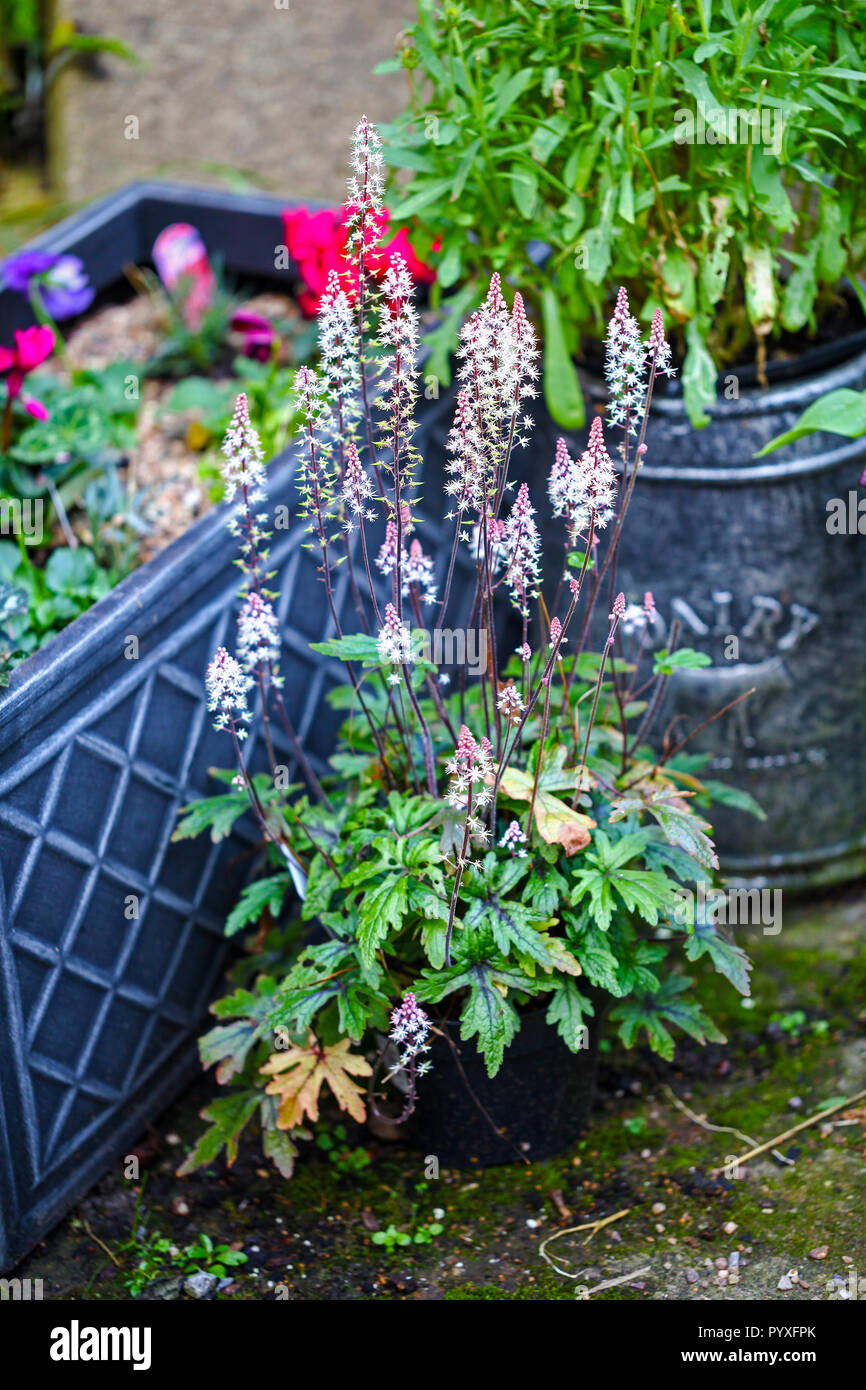 A Tiarella 'Pink Skyrocket' plant in a plant pot in a garden Stock Photo