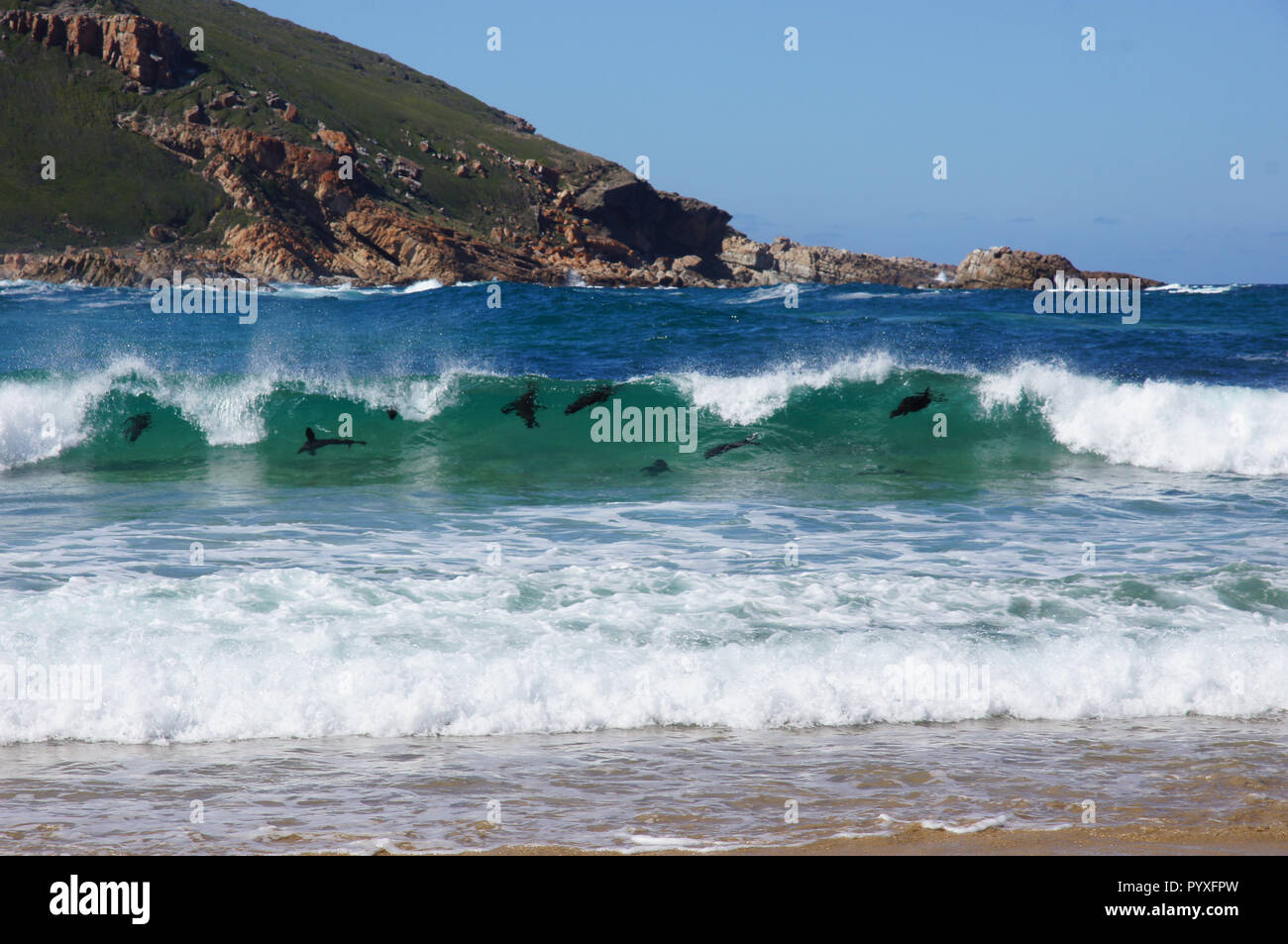 Cape Fur Seals breaking waves Stock Photo