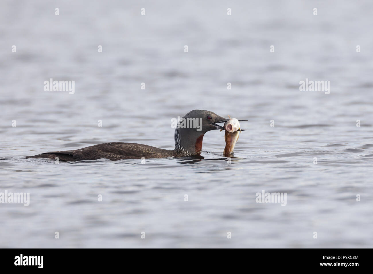 Sterntaucher, Stern-Taucher, mit Fisch, Fischchen als Beute, Prachtkleid, Gavia stellata, red-throated diver, red-throated loon, Le Plongeon catmarin, Stock Photo