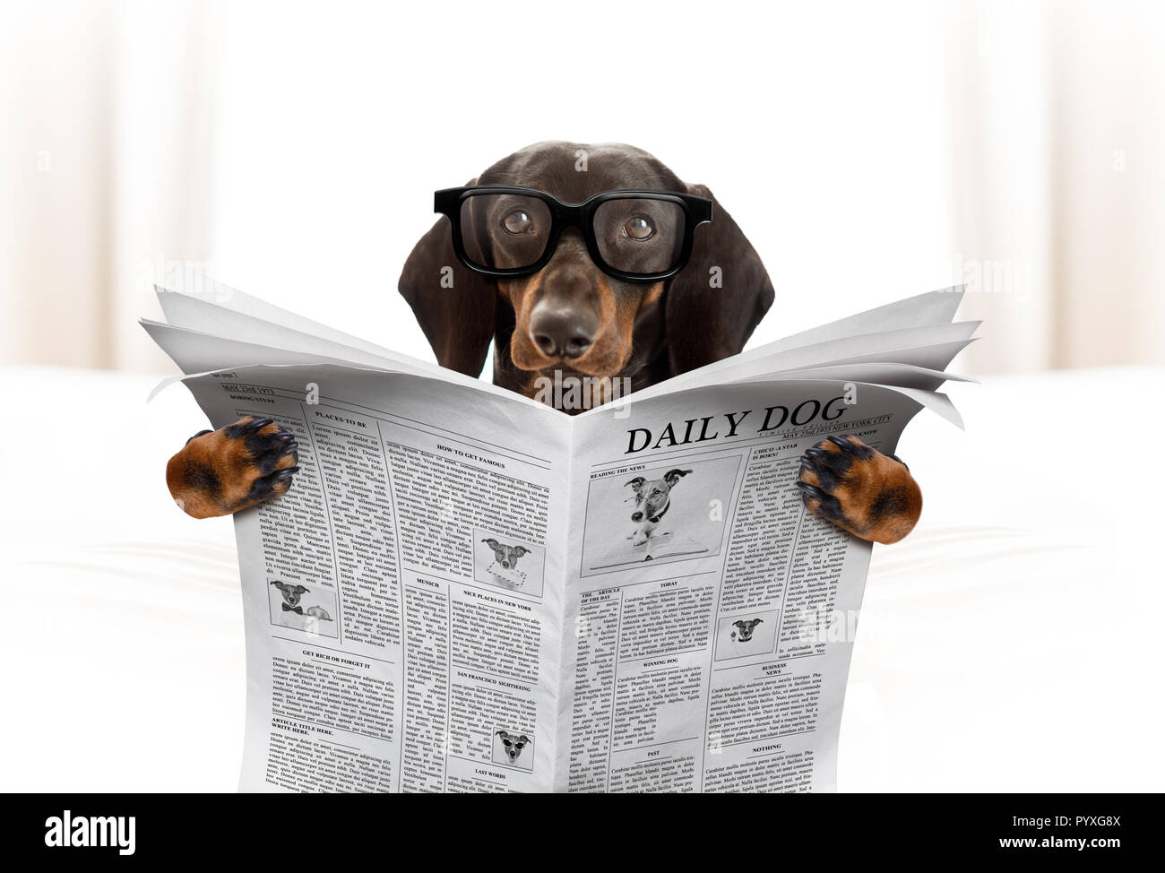 dog reading newspaper picture