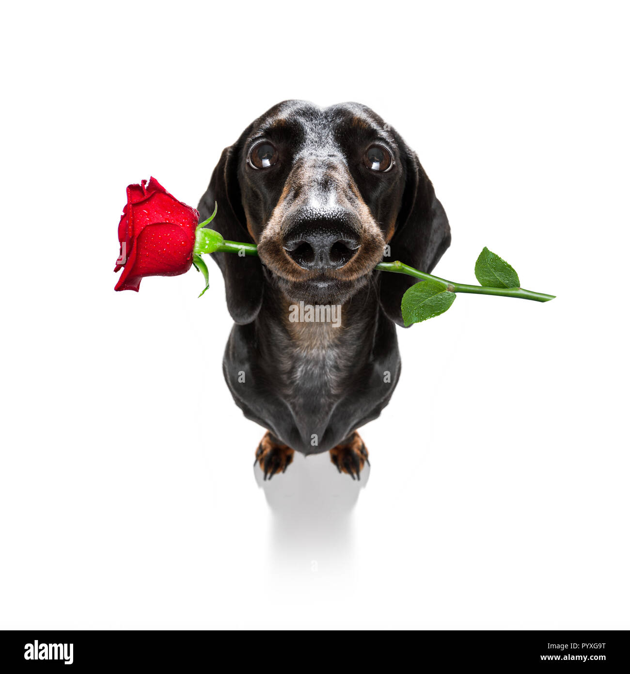 dachshund sausage dog in love for happy valentines day with rose flower in mouth , isaolated on