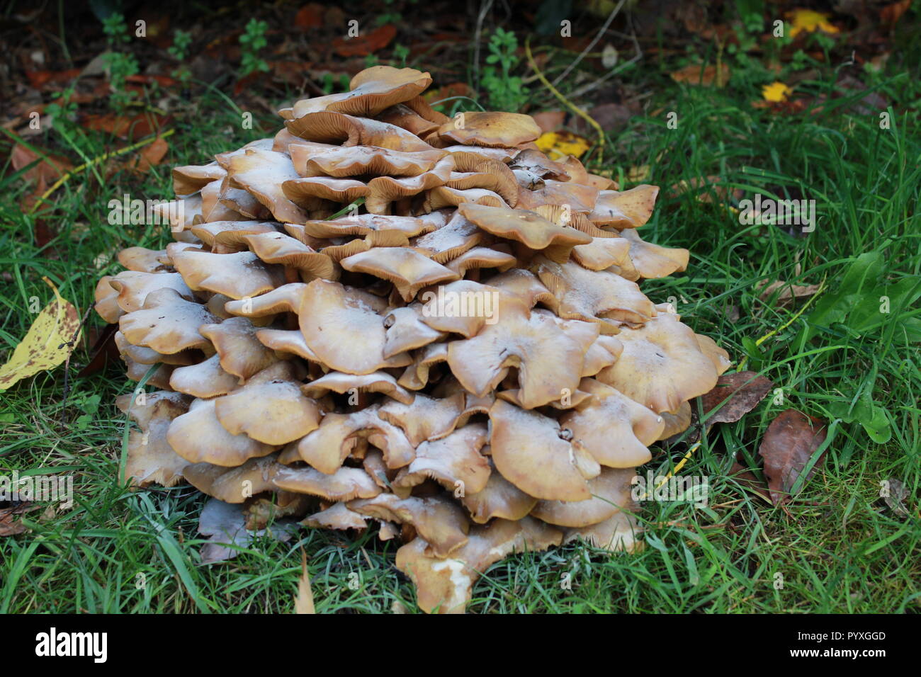 Close up of mushrooms Stock Photo