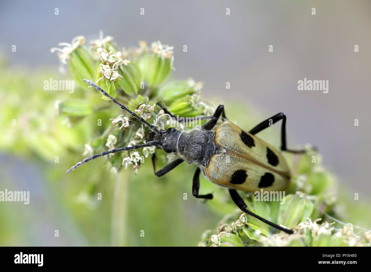 Longhorn beetle, Pachyta quadrimaculata Stock Photo