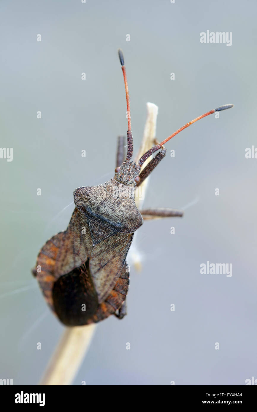 Dock bug, Coreus marginatus Stock Photo