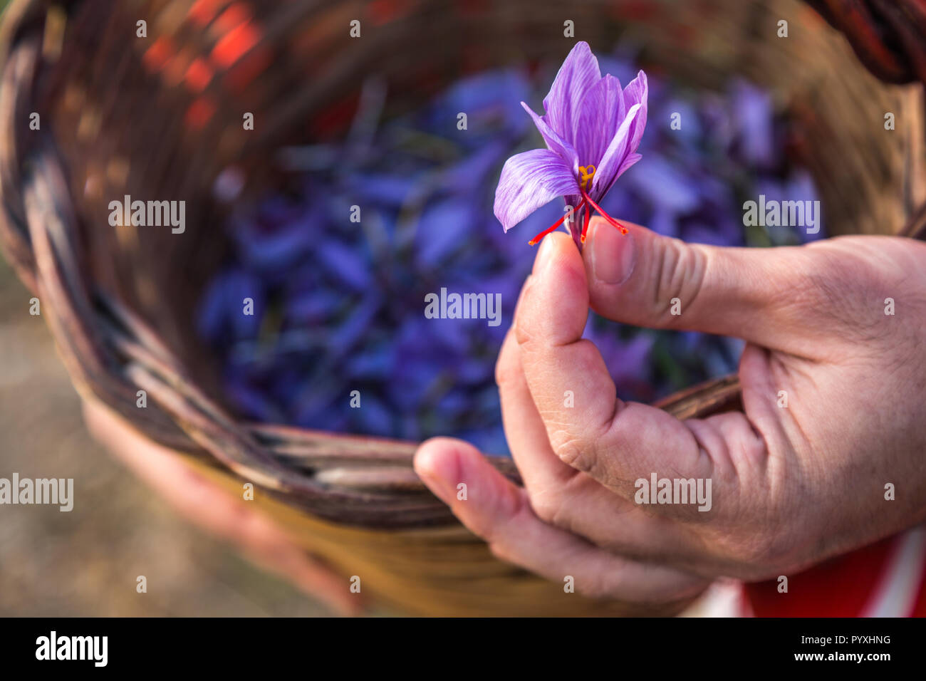 harvest of saffron in the Navelli plateau, Abruzzo Stock Photo Alamy