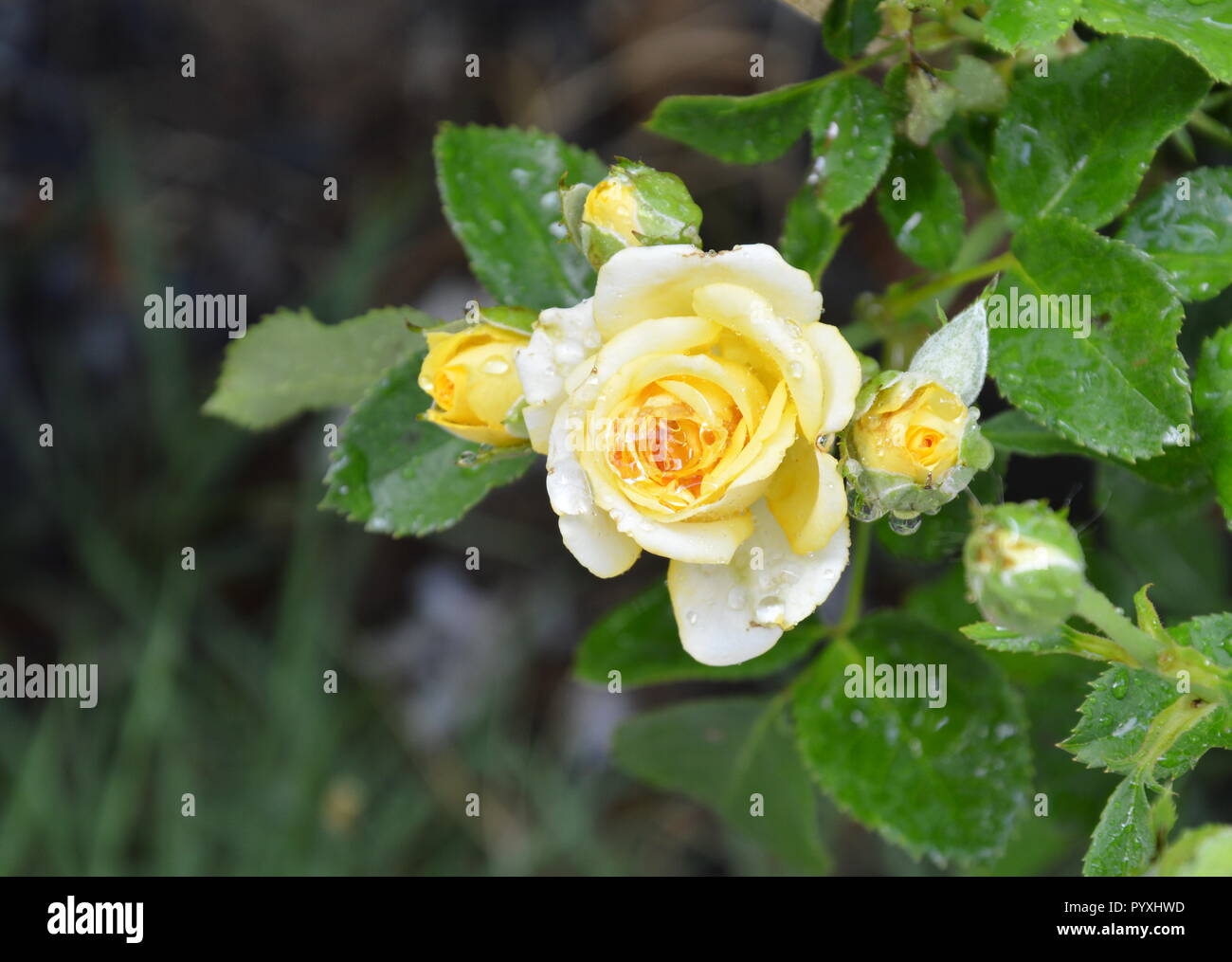 yellow rose bloom in the garden Stock Photo Alamy