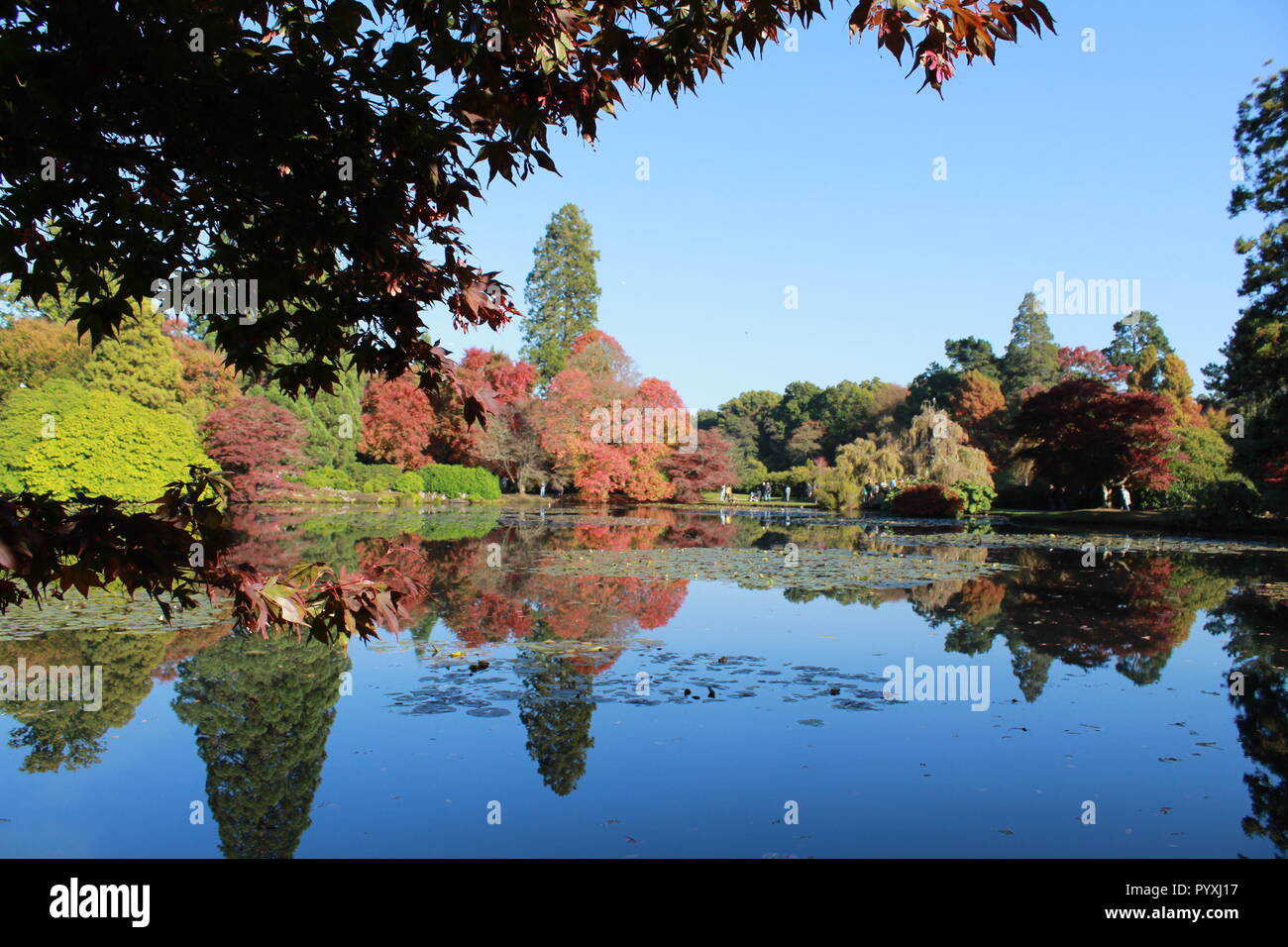 Autumnal tress reflected in a lake at Sheffield Park Stock Photo