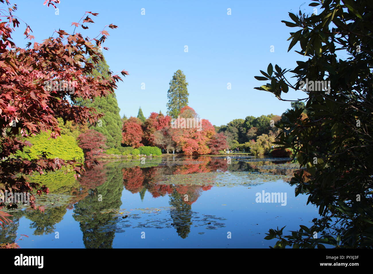 Autumnal tress reflected in a lake at Sheffield Park Stock Photo