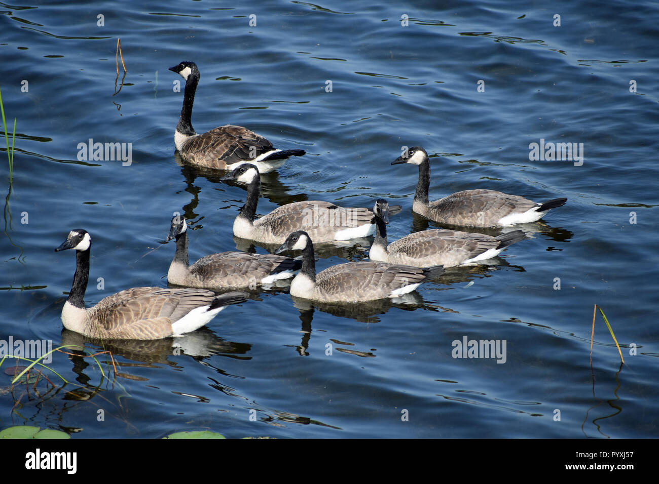 Family of Geese. Kenora, Ontario Stock Photo