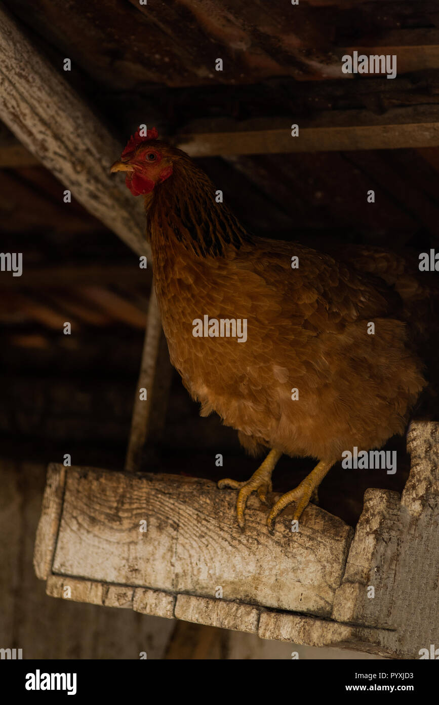 Chicken on nest Stock Photo