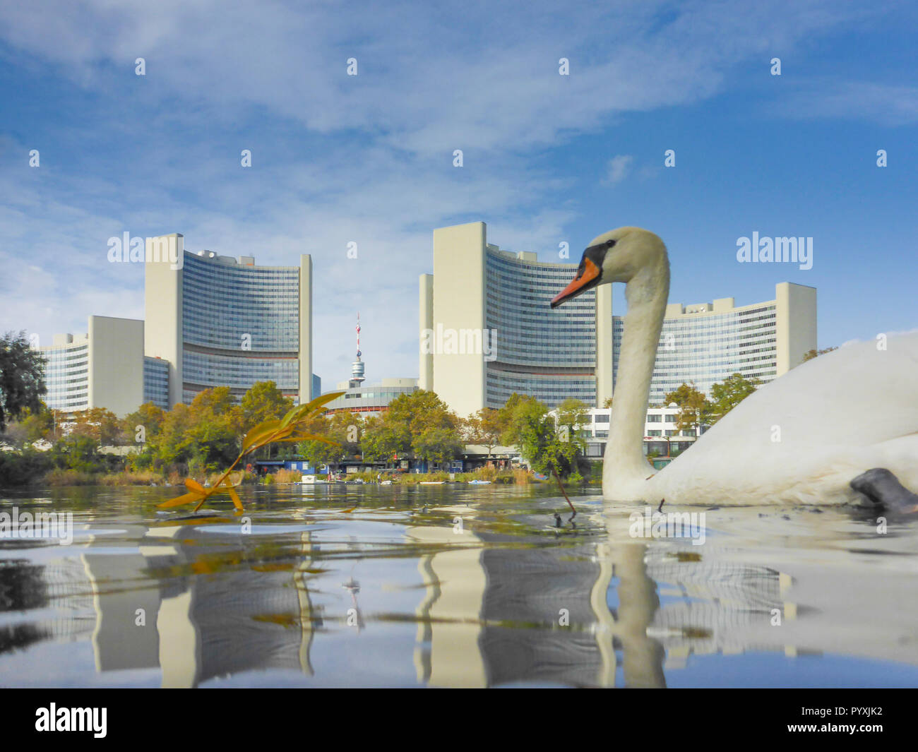 Wien, Vienna: adult mute swan (Cygnus olor), lake Kaiserwasser, UN ...