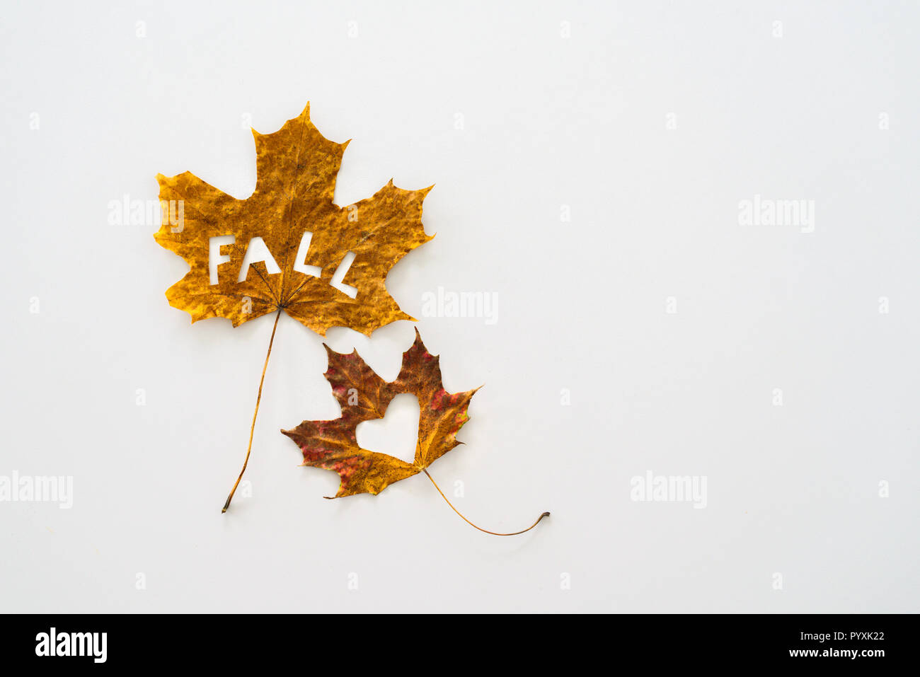 Big maple leaf with cutted out word FALL and heart on white background Stock Photo