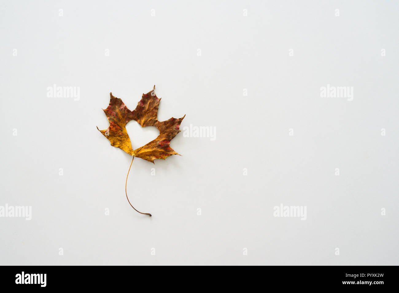 Maple leaf with cutted out heart on white background Stock Photo