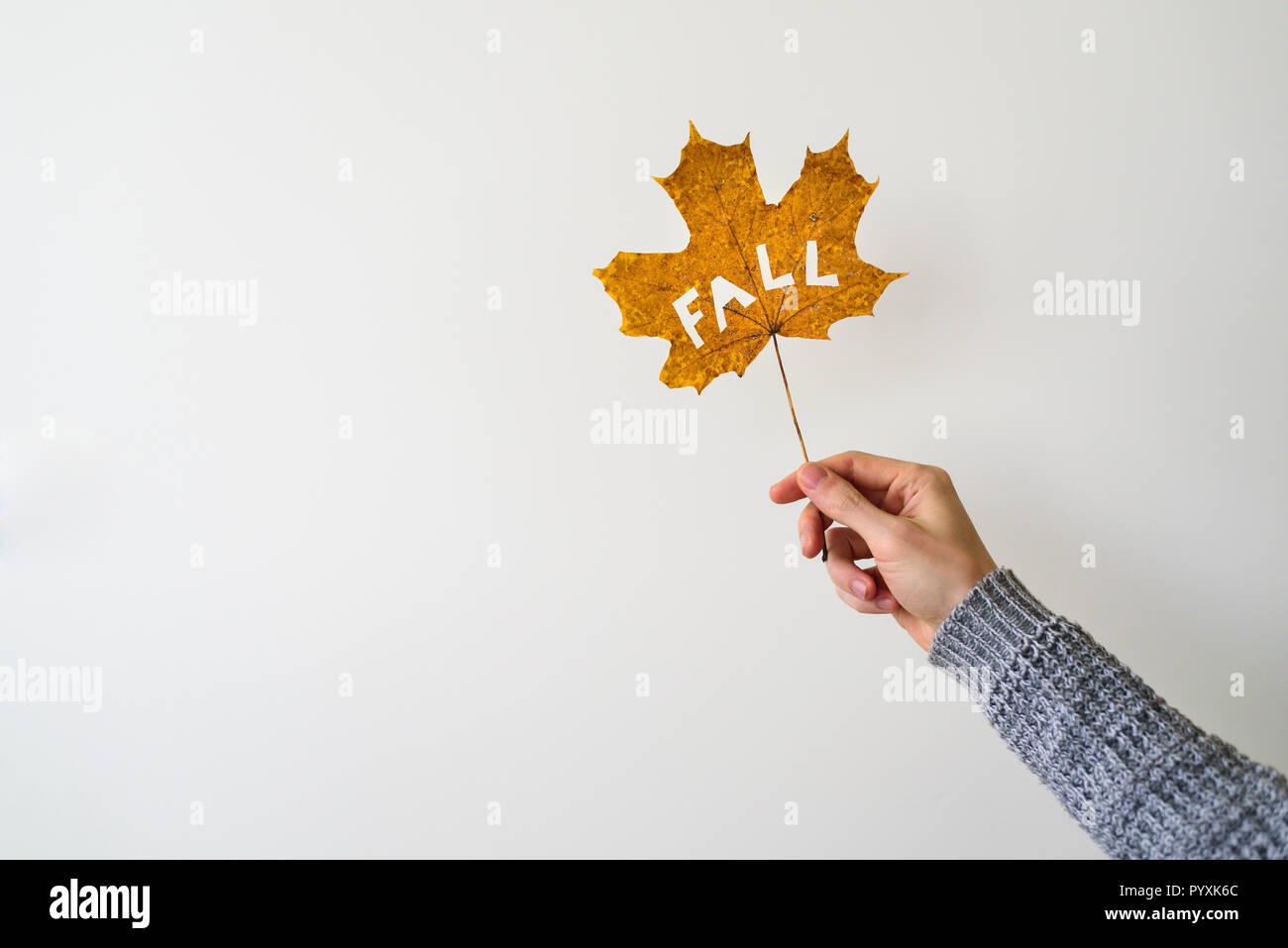 Man hand in knitted sweater holding maple leaf with cutted out word FALL. White background Stock Photo